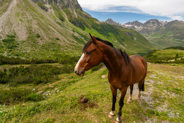 Fototapeta na wymiar Pferde weiden im Hochtal bei der Bielerhöhe, Pferd auf blumenübersäter Wiese im Gebirge, steile Berge im Hintergrund, altes Gletschertal in Österreich