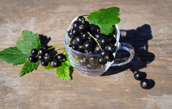 black currant berries in a glass mug on an old wooden table with green leaves in summer on a garden plot close-up