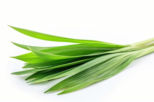 Closeup green fresh lemongrass isolated on white background. Generative AI