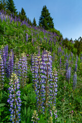 Wunderschöne blaue Lupine auf grüner und blühender Wiese am steilen Berg im Hintergrund. Sommergefühl im Wandergebiet in den Vorarlberger Bergen, Österreich. alpine Blumen in voller Blüte