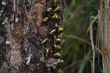 樹液に集まるカナブン