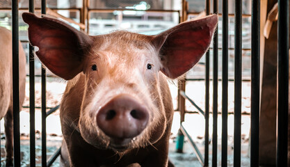 Portrait of cute breeder pig with dirty snout, Close-up of Pig's snout.Big pig on a farm in a...
