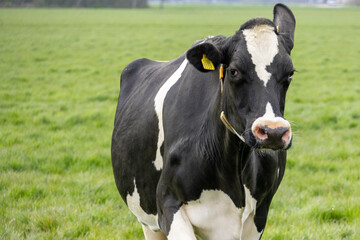 Obraz na płótnie Canvas cow with funny ear