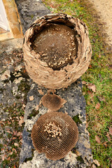 Huge Asian Hornet (Vespa velutina) nest removed from a loft during roof renovations, detailing the honeycomb pattern of the egg chambers
