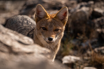 Fox - close-up portrait with bokeh of meadow in the background. Making eye contact.