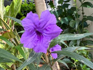 purple iris in the garden