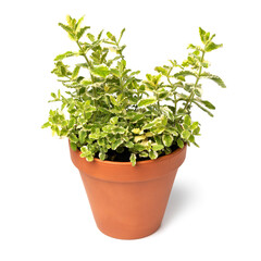 Ceramic plant pot with an apple mint plant isolated on white background