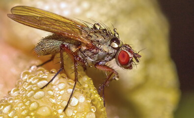 close up of a fly