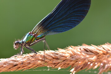 Libellule au bord de l'eau