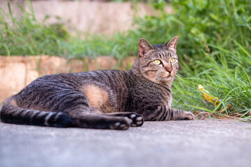 Obraz premium Cute female cat sitting on concrete floor