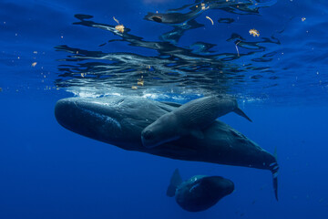 A newborn baby sperm whale swims surrounded by his family