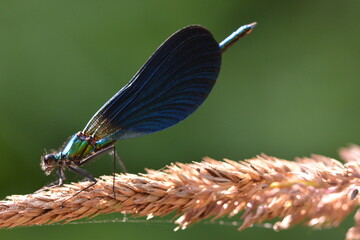 Libellule au bord de l'eau