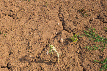 Dry soil, visible sign of climate change