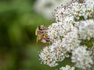 Honey bee collecting pink pollen from unbellifer flower.