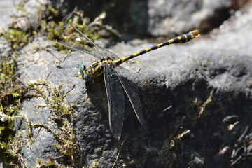 Libellule au bord de l'eau