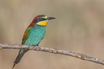 Bee-eater (Merops apiaster)