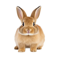 Fototapeta premium Cute Rabbit Isolated. Illustration AI Generative.