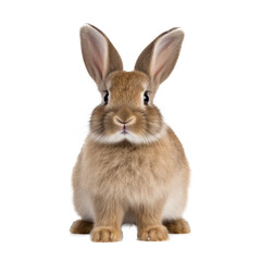 Cute Rabbit Isolated. Illustration AI Generative.