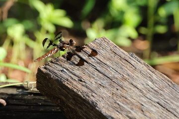 Brown dragon fly perched on weathered wood. 
