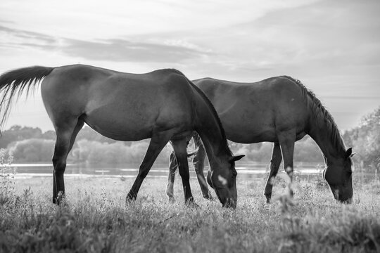 Atmospheric horse photograph, black and white, beautiful horses in a field, dream like heavenly photo	