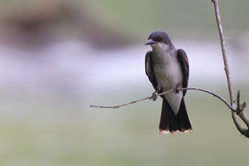 Eastern kingbird perched beside river against blurry background. 