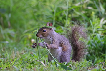 Grey squirrel eating bamboo. 