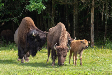 Huge American bison bull with tongue hanging out walking on grass with female and young during a summer morning