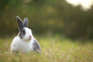 Adult rabbit in green field in spring. Lovely bunny has fun in fresh garden. Adorable rabbit plays...