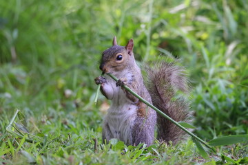 Grey squirrel eating bamboo. 
