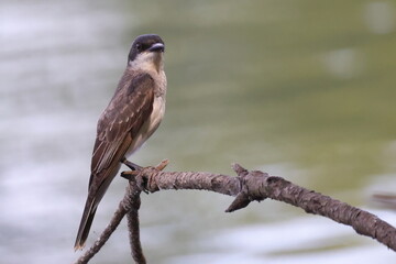 Eastern kingbird perched beside river against blurry background. 