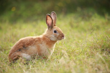 Adult rabbit in green field in spring. Lovely bunny has fun in fresh garden. Adorable rabbit plays and is relax in nature green grass.