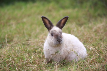 Adult rabbit in green field in spring. Lovely bunny has fun in fresh garden. Adorable rabbit plays and is relax in nature green grass.