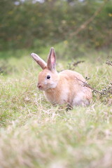 Adult rabbit in green field in spring. Lovely bunny has fun in fresh garden. Adorable rabbit plays and is relax in nature green grass.