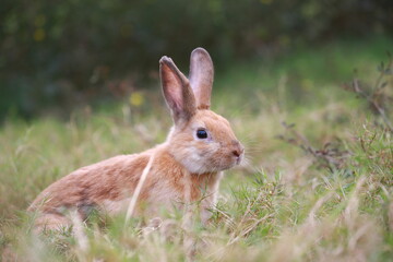Adult rabbit in green field in spring. Lovely bunny has fun in fresh garden. Adorable rabbit plays and is relax in nature green grass.