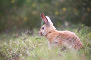 Adult rabbit in green field in spring. Lovely bunny has fun in fresh garden. Adorable rabbit plays and is relax in nature green grass.