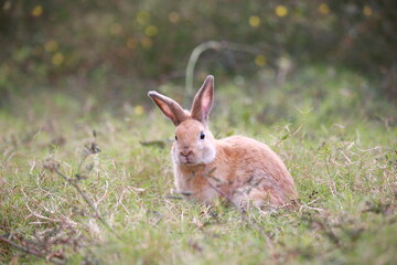 Adult rabbit in green field in spring. Lovely bunny has fun in fresh garden. Adorable rabbit plays and is relax in nature green grass.
