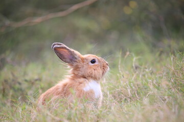 Adult rabbit in green field in spring. Lovely bunny has fun in fresh garden. Adorable rabbit plays and is relax in nature green grass.