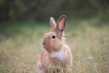Adult rabbit in green field in spring. Lovely bunny has fun in fresh garden. Adorable rabbit plays and is relax in nature green grass.