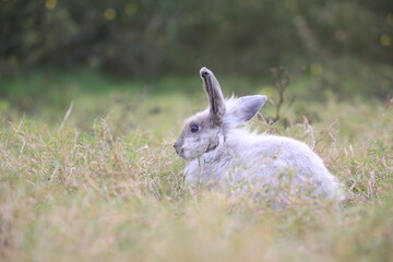 Adult rabbit in green field in spring. Lovely bunny has fun in fresh garden. Adorable rabbit plays and is relax in nature green grass.