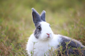 Adult rabbit in green field in spring. Lovely bunny has fun in fresh garden. Adorable rabbit plays and is relax in nature green grass.