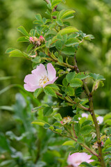 wild rose flowers