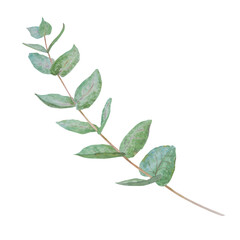 Eucalyptus branch watercolor hand drawn floral illustration. Botanical painting of greenery leaves are isolated. Good as an element in the decorative design of wedding invitations, greetings, textile