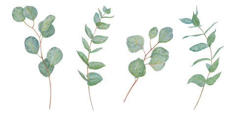 Eucalyptus branch watercolor hand drawn floral illustration. Botanical painting of greenery leaves are isolated. Good as an element in the decorative design of wedding invitations, greetings, textile