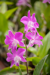 Dendrobium bigibbum, Dendrobium bihumped, or Dendrobium phalaenopsis, or Dendrobium moth is a...