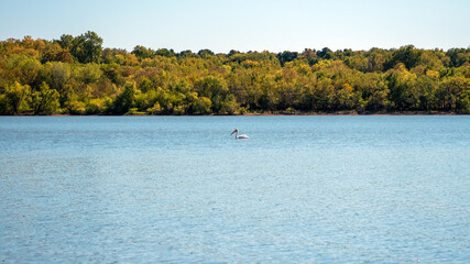 A single pelican swims in an Oklahoma lake