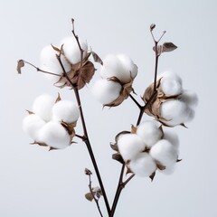 A vibrant cotton plant against a clear blue sky