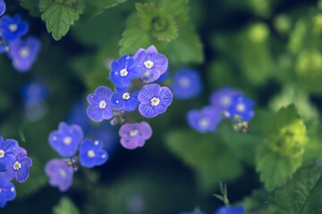 Many blue forget-me-nots, natural floral background, selective focus
