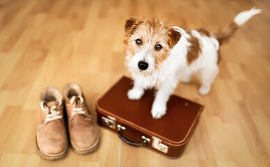Cute dog puppy waiting with a retro suitcase and shoes. Pet hotel, travel insurance, vacation or holiday background.