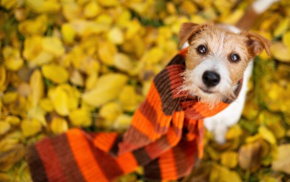 Happy cute dog wearing scarf listening in the autumn leaves. Fall, cold winter flu or pet clothing background.