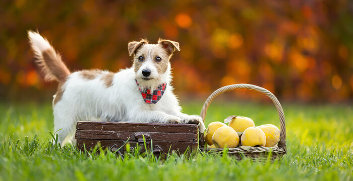 Cute happy healthy thanksgiving dog with autumn fall quince apple fruits in the grass. Web banner or background.